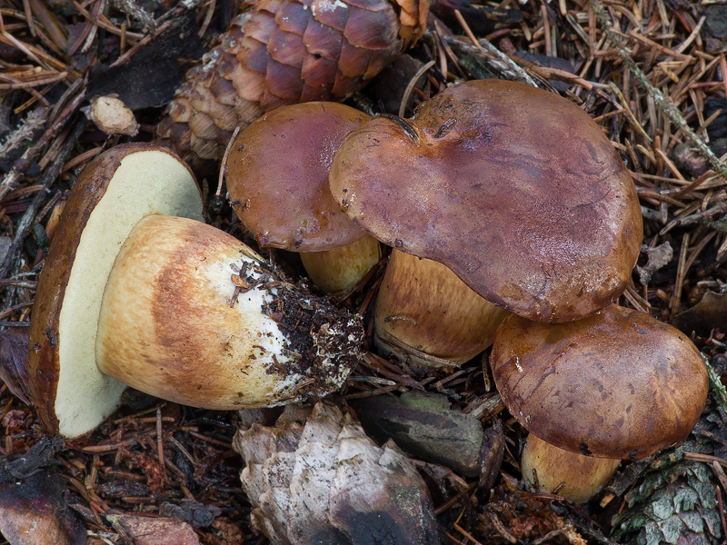 Boletus badius